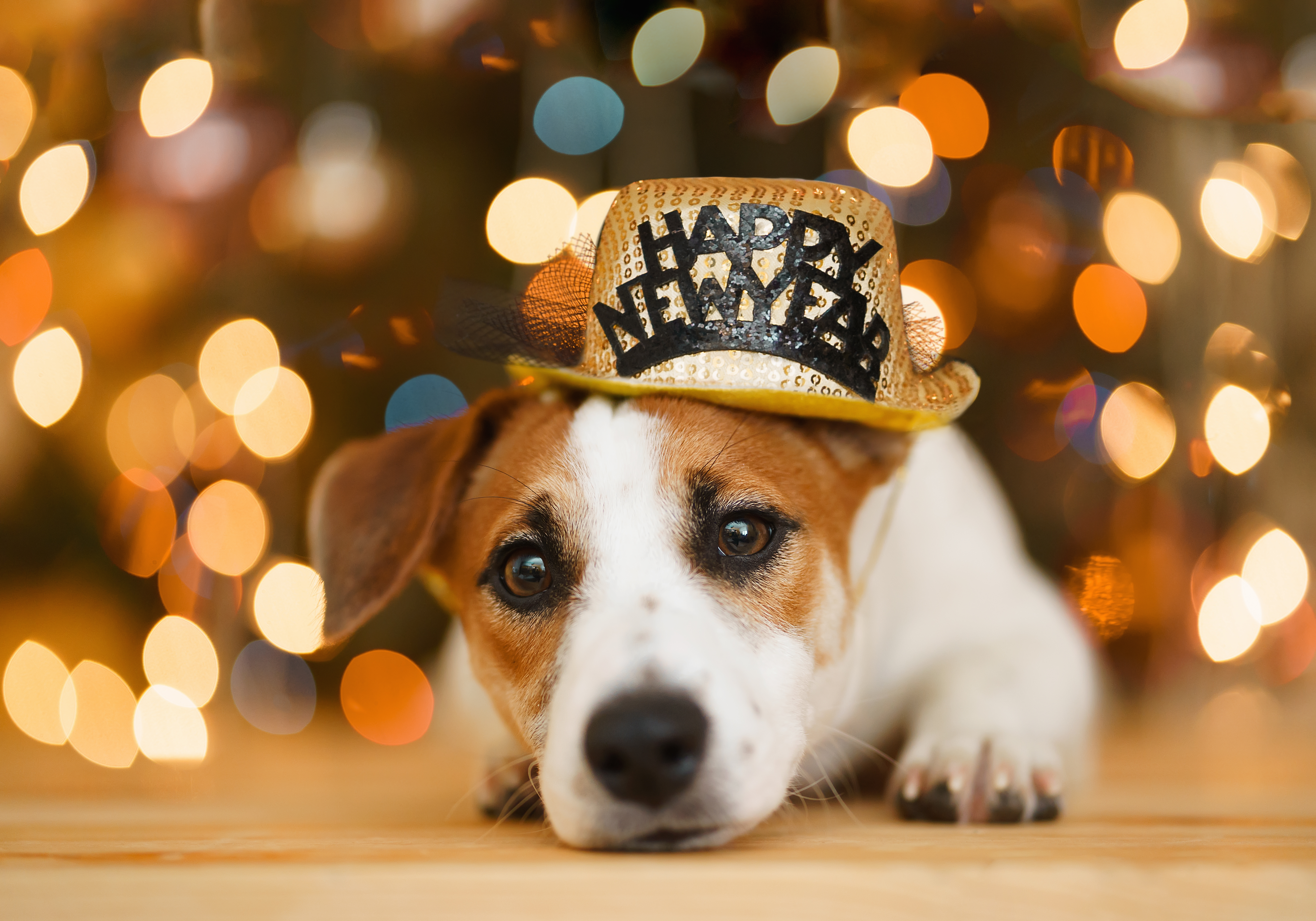 Dog with Happy New Year Hat